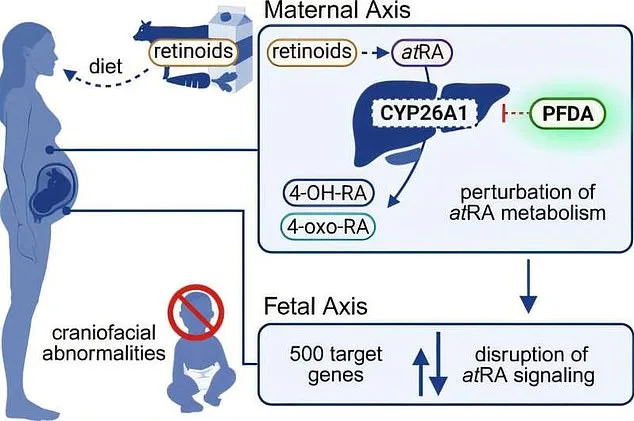 Household Chemicals Linked to Fetal Facial Abnormalities in Groundbreaking Study