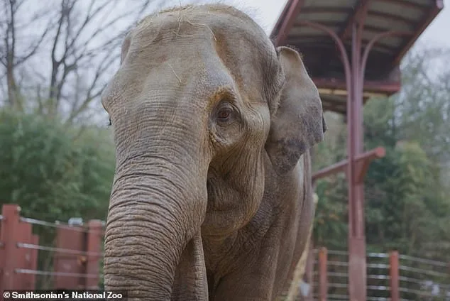Linh Mai: The Surrogacy Struggle at the Smithsonian's National Zoo