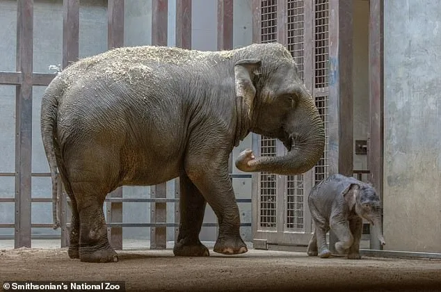 Linh Mai: The Surrogacy Struggle at the Smithsonian's National Zoo