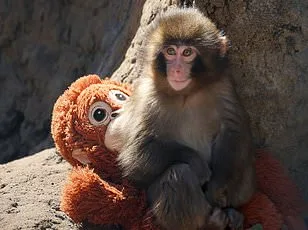 Linh Mai: The Surrogacy Struggle at the Smithsonian's National Zoo