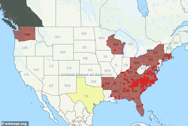 Deadly Asian needle ants surge across 20 US states.