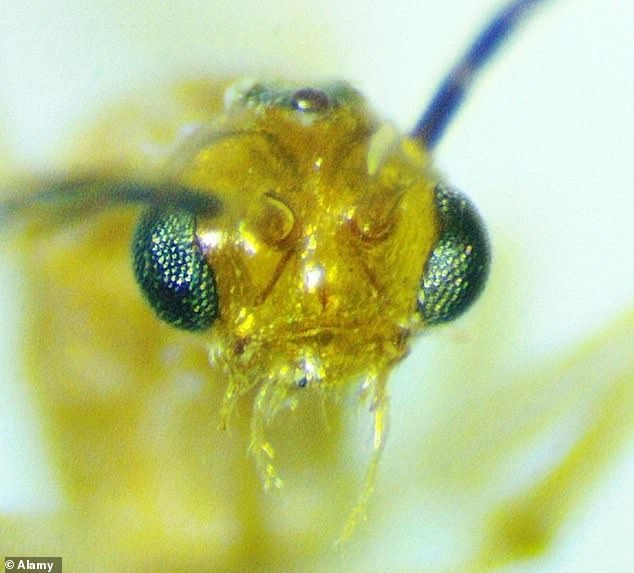 Deadly Asian needle ants surge across 20 US states.
