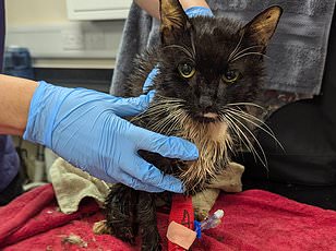 Cat Bin Lady Mary Bale Faces Permanent Global Infamy After Viral Video