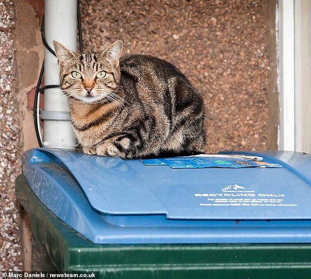 Woman Tosses Cat in Bin Goes Viral and Never Recovers